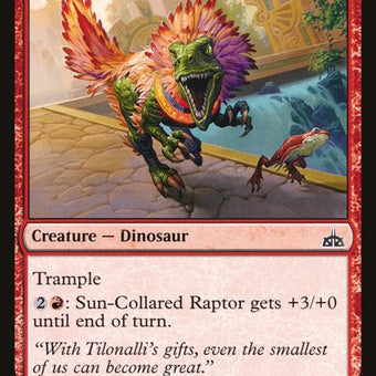 118-suncollaredraptor