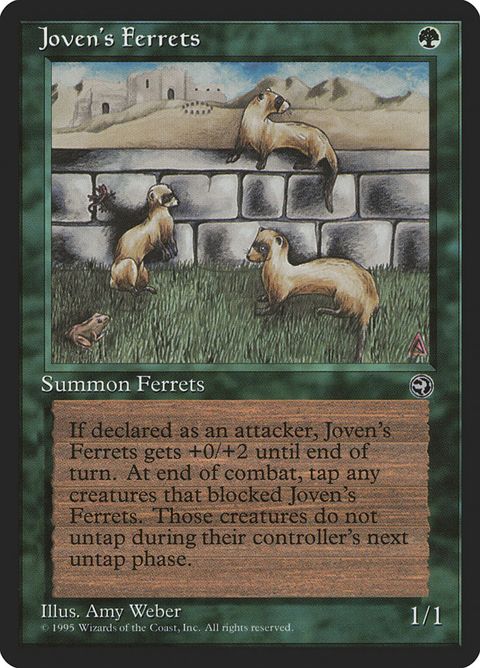 89-jovensferrets