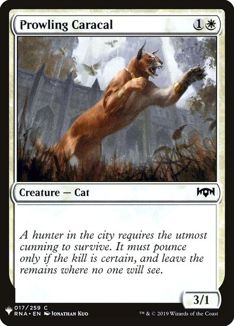 RNA-17-prowlingcaracal